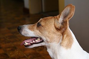 limpe os dentes de seu cachorro
