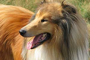 raza de perro colley